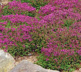 Чебрець Coccineus, фото 2