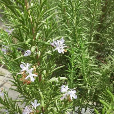 Розмарин Speedy, фото 1