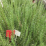 Розмарин Speedy, фото 2