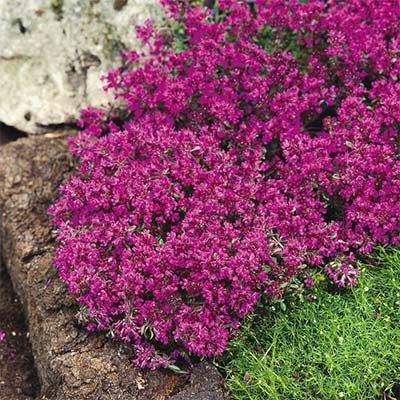 Чебрець Red Carpet (саджанці), фото 1