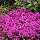 Чебрець Red Carpet (саджанці), фото 2