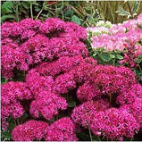 Седум Carl (саджанці), фото 2