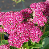 Седум Carl (саджанці), фото 3