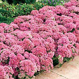 Седум Carl (саджанці), фото 4