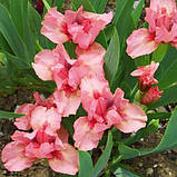 Ірис Pussycat Pink (кореневища), фото 2