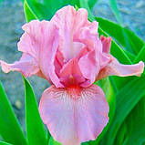 Ірис Pussycat Pink (кореневища), фото 3