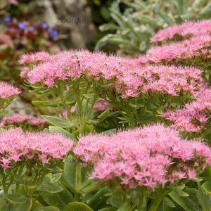 Седум Carmen (саджанці), фото 1