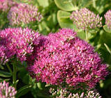 Седум Carmen (саджанці), фото 2