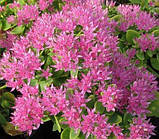 Седум Carmen (саджанці), фото 3