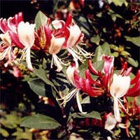 Жимолость Dart's Red (саджанці)