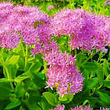 Седум Brilliant (садженці), фото 2