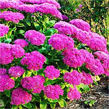 Седум Brilliant (садженці), фото 3