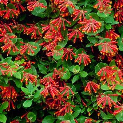 Жимолость Dropmore Scarlet (саджанці), фото 1