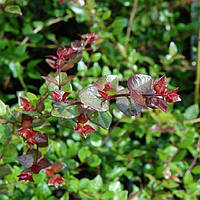 Жимолость Red Tips (саджанці)