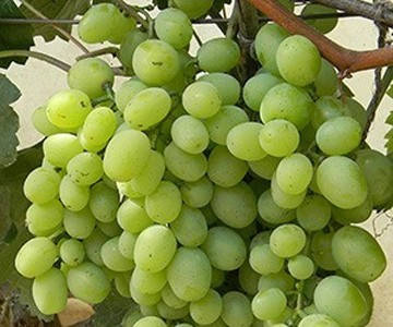 Анальды секс галереялары