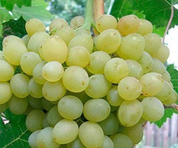 Бисексуалды құлдық орыс порно