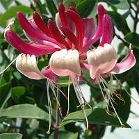 Жимолость Red World (саджанці)