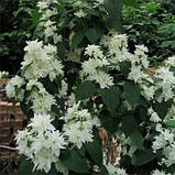 Жасмин Minnesota Криву (саджанці), фото 2