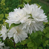 Жасмин Minnesota Криву (саджанці), фото 3