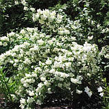 Жасмин Minnesota Криву (саджанці), фото 4