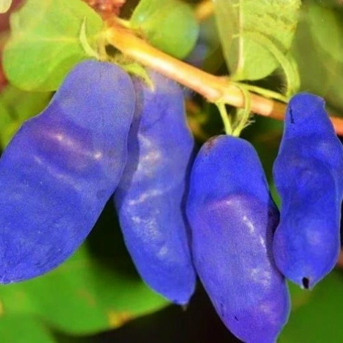 Жимолость Silginka (саджанці)