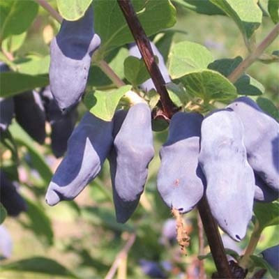 Жимолость Бахчарський Велитень (саджанці), фото 1