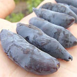 Жимолость Бахчарський Велитень (саджанці), фото 2