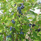 Жимолость Siniczka (саджанці), фото 3