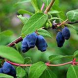 Жимолость Siniczka (саджанці), фото 4