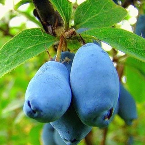 Жимолость Дует (саджанці), фото 1