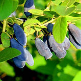 Жимолость Дует (саджанці), фото 2