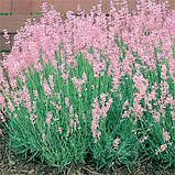 Лаванда Rosea (саджанці), фото 2