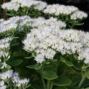 Седум Stardust (саджанці), фото 1