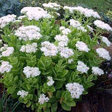 Седум Stardust (саджанці), фото 2