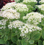 Седум Stardust (саджанці), фото 5