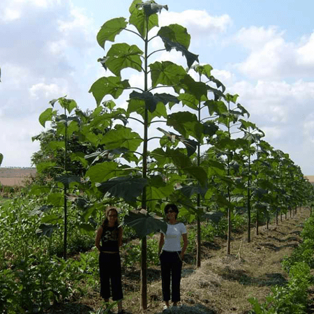 Павлівка для деревини "Paulownia Energy"