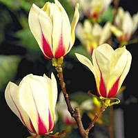 Магнолія Sunrise