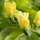 Магнолія Yellow Bird 3 річна, фото 4