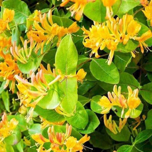 Жимолость Copper Beauty (саджанці), фото 1