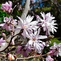 Магнолія Stellata Rosea