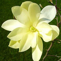 Магнолія Goldstar