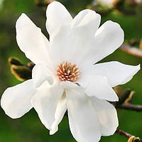 Магнолія Merrill