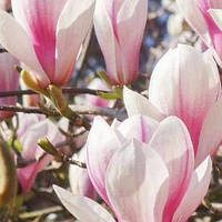 Магнолія Джуді