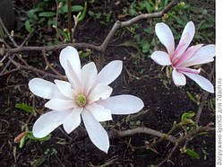 Магнолія зибольда "Местера"