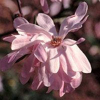 Магнолія кобус "Майамі"