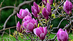 Магнолія суланжа Принцеса Грейза