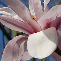 Магнолія зволожена "Salicifolia"