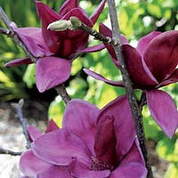 Магнолия "Genie"