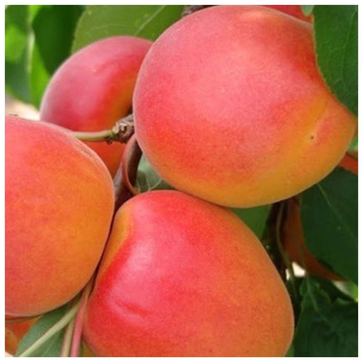 Абрикос Цегледі Бібер (середній), фото 1