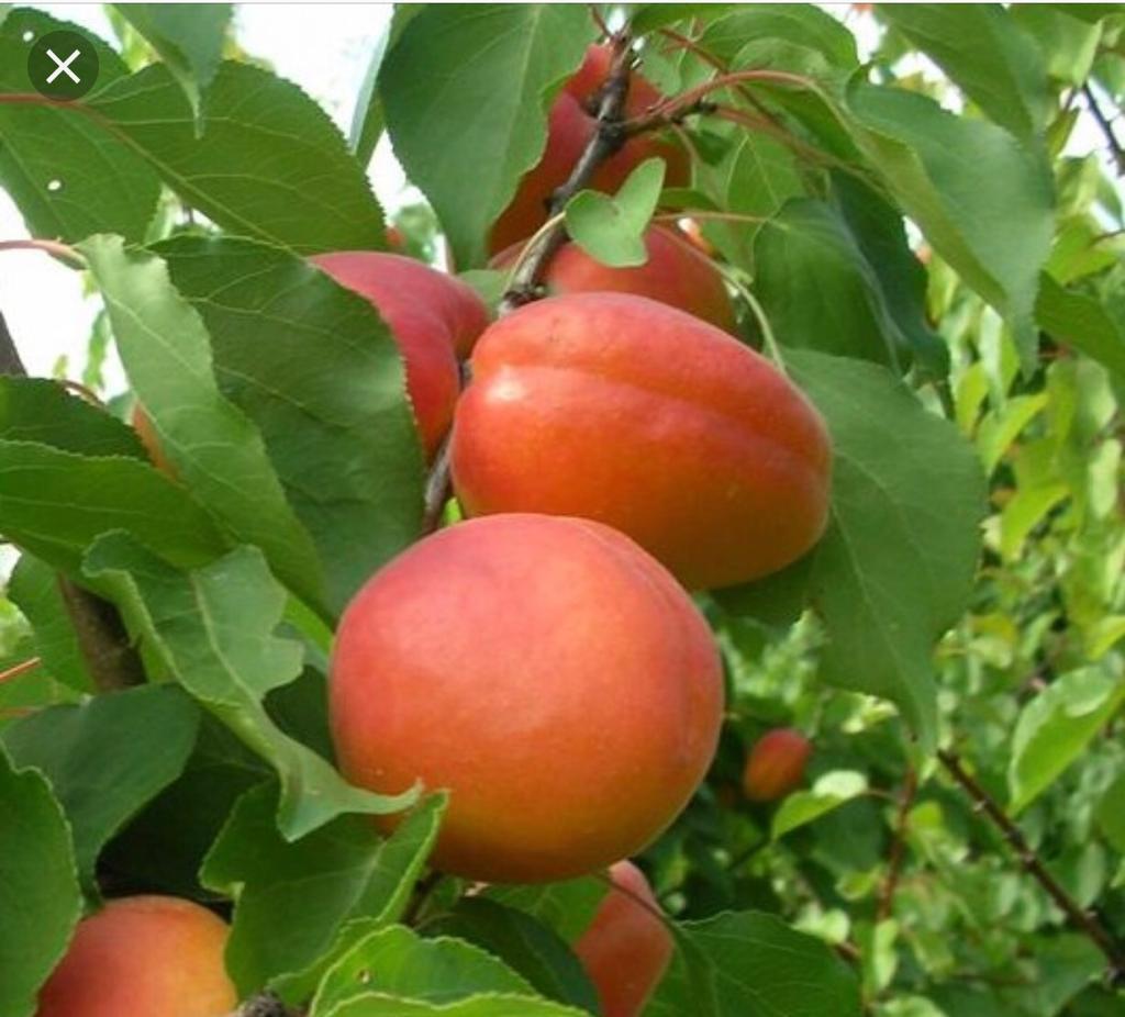 Абрикос "Леді Кіт", фото 1